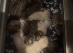 Mollys litter Bengal Siamese kittens - Bengal Kitten For Sale - Galloway&comma; NJ&comma; US