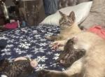 Chloes litter Bengal siamese kittens - Bengal Kitten For Sale - Galloway&comma; NJ&comma; US