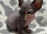 U&G - Sphynx Kitten For Sale - IL&comma; US