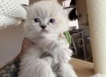 Green collar male - Ragdoll Kitten For Sale - 