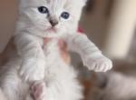 Orange collar male - Ragdoll Kitten For Sale - Las Vegas&comma; NV&comma; US