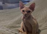 Goldie - Devon Rex Kitten For Sale - Bernalillo&comma; NM&comma; US