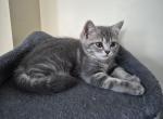 Joey - Domestic Kitten For Adoption - Great Neck&comma; NY&comma; US