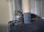 Jewel - Domestic Kitten For Adoption - Great Neck&comma; NY&comma; US