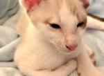 Evas Beautiful Snowshoe Siamese kittens - Siamese Kitten For Sale - Moneta&comma; VA&comma; US