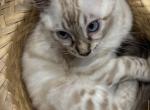 Snow Bengal - Bengal Kitten For Sale/Service - Melbourne&comma; FL&comma; US