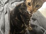 May Kitties - Bengal Kitten For Sale - Melbourne&comma; FL&comma; US
