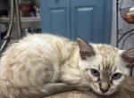 Bengals snow - Bengal Kitten For Sale/Service - Melbourne&comma; FL&comma; US