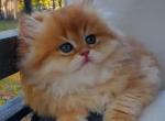 Gaby - British Shorthair Kitten For Sale - Quinlan&comma; TX&comma; US