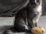 Ash - Maine Coon Kitten For Sale - Ashton&comma; ID&comma; US