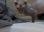Bandit - Sphynx Kitten For Sale - IL&comma; US