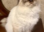 King Mr Cocoa Fluff with full breeding rights - Ragdoll Cat For Sale/Service - Double Springs&comma; AL&comma; US