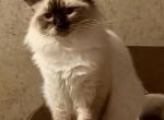 King Mr Cocoa Fluff with full breeding rights - Ragdoll Cat For Sale/Service - 