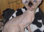 Loki - Sphynx Kitten For Sale - Moline&comma; IL&comma; US