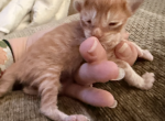 Maine Coon kittens   TICA Registered - Maine Coon Kitten For Sale - Epping&comma; NH&comma; US