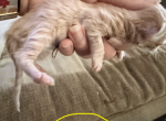 Maine Coons Ready November TICA Registered - Maine Coon Kitten For Adoption - Epping&comma; NH&comma; US