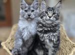 Female - Maine Coon Kitten For Sale - FL&comma; US