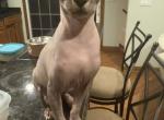 Bandit - Sphynx Kitten For Sale - IL&comma; US