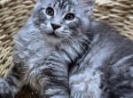 Male - Maine Coon Kitten For Sale - FL&comma; US