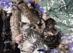 Storm and Chip litter - Bengal Kitten For Sale - Tallahassee&comma; FL&comma; US