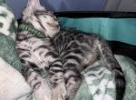 Green collar - Bengal Kitten For Sale - Tallahassee&comma; FL&comma; US