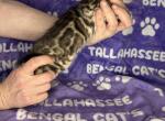 Dark pink - Bengal Kitten For Sale - Tallahassee&comma; FL&comma; US