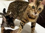 Zena and kitties - Bengal Cat For Sale - CA&comma; US