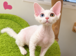 Lumi - Devon Rex Kitten For Sale - 
