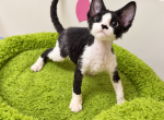 Louie - Devon Rex Kitten For Sale - 