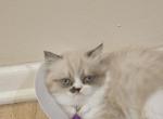 Cinnamon - Persian Kitten For Sale - Orange&comma; CA&comma; US
