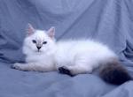 Alice Siberian kitten - Siberian Kitten For Sale - Hollywood&comma; FL&comma; US