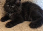 Salem - Maine Coon Kitten For Adoption - Cleveland&comma; OH&comma; US
