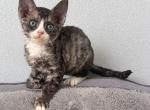 Peony Devon Rex - Devon Rex Kitten For Sale - Molena&comma; GA&comma; US