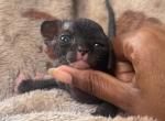 Pepper - Sphynx Kitten For Sale - Molena&comma; GA&comma; US
