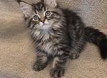 Leah - Maine Coon Kitten For Sale - Cleveland&comma; OH&comma; US