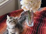 Scottish Fold & Scottish Straight Kittens - Scottish Fold Kitten For Sale - Orangevale&comma; CA&comma; US