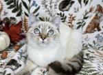 Scottish X Munchkin cross - Scottish Fold Kitten For Sale - Sacramento&comma; CA&comma; US