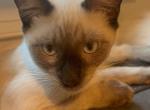 Sunny - Siamese Kitten For Sale - Wayne&comma; NJ&comma; US