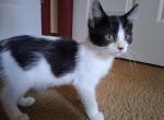 The Fab 5 - Domestic Kitten For Sale - Modesto&comma; CA&comma; US