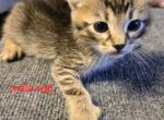 silivias bengal kittens - Bengal Kitten For Sale - Enola&comma; PA&comma; US