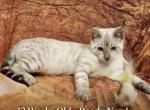 Snow lynx female - Bengal Kitten For Sale - Mills River&comma; NC&comma; US