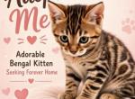 Sheba litter - Bengal Kitten For Sale - Mills River&comma; NC&comma; US