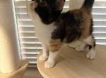 Pumpkin - Persian Kitten For Sale - Galveston&comma; TX&comma; US
