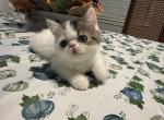 Casper - Persian Kitten For Sale - Galveston&comma; TX&comma; US