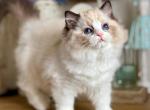 Moksha - Ragdoll Kitten For Sale - Green Acres&comma; FL&comma; US