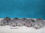 Russian Blue Halloween Kittens - Russian Blue Kitten For Sale - Springfield&comma; OH&comma; US