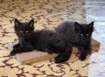 Halloween BLACK MC Kittens - Maine Coon Kitten For Sale - 