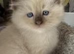 Woody - Ragdoll Kitten For Sale - Denver&comma; PA&comma; US