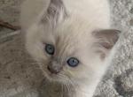 Winnie - Ragdoll Kitten For Sale - Denver&comma; PA&comma; US
