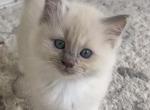Winnie - Ragdoll Kitten For Sale - Denver&comma; PA&comma; US